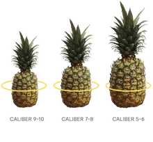 Zummo  Isla Fruit Corer Peelers Slicers