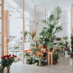 Orchids And Ladders