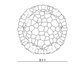 Exnovo Bolle Tray