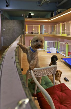 Petaholic Hotel