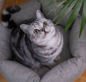Miacara Calma Cat Bed