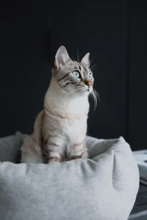 Miacara Calma Cat Bed