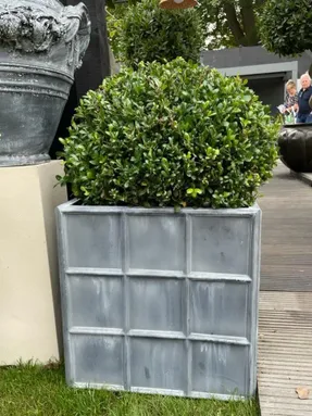 Capital Garden Downing Street Planter
