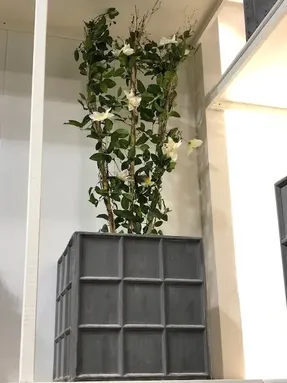 Capital Garden Downing Street Planter