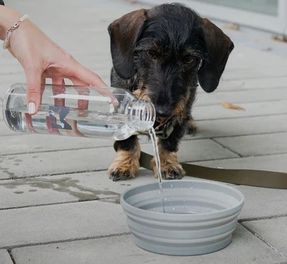 Miacara Piega Dog Bowl
