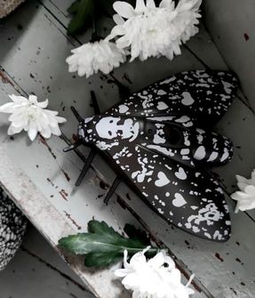 Jalo Helsinki Smoke Alarm - Lento 10