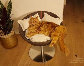 Pet-interiors Cosmo Cat Bed Deluxe