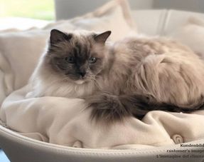 Pet-interiors Cosmo Cat Bed Deluxe