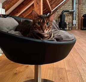 Pet-interiors Cosmo Cat Bed Deluxe
