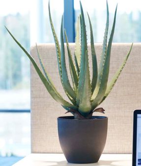 Gotessons Aloe Vera 550 Artifical Plant