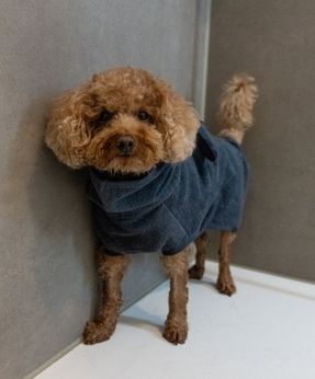 Miacara Bagno Dog Bathrobe
