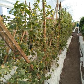Tenax Hortonova Net Fences