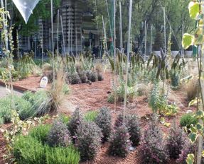 Laterlite Mulching: Expanded Clay Pebbles Mineral Mulch