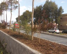 Laterlite Urban Landscaping, Urban Planting, Gardens Corpo