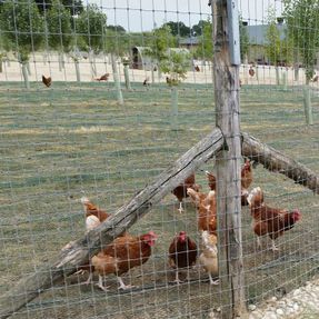 Tenax Exagon Plastic Hexagonal Mesh Fencing