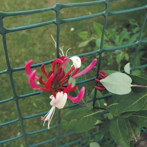 Tenax Corolla Fencing