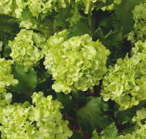 Eichholtz Bouquet Of Hydrangeas Snowball Real Touch 36 Pcs