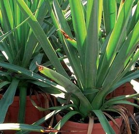 Laterlite Potting And Repotting Indoor And Outdoor Plants