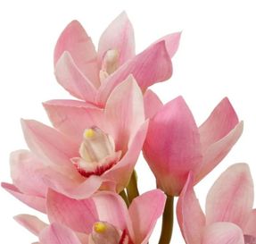 Eichholtz Bouquet Of Cymbidium Orchids Real Touch 36 Pcs
