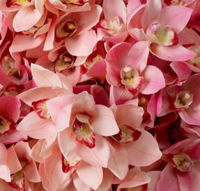 Eichholtz Bouquet Of Cymbidium Orchids Real Touch 36 Pcs