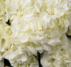 Eichholtz Bouquet Of Hydrangeas Real Touch 48 Pcs/2 Varietie Artifical Plant