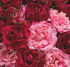 Eichholtz Bouquet Of Roses Real Touch 72 Pcs/3 Varieties Decor & Artifical Plant