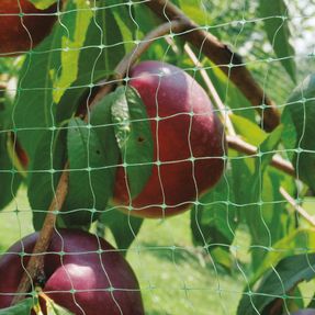 Tenax Ortoflex Mesh