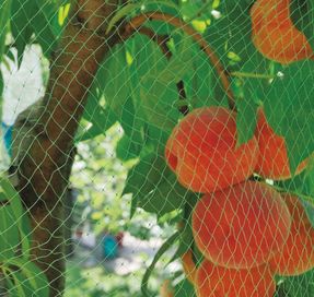 Tenax Ortoflex Mesh