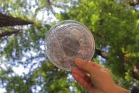 Biolite Luci Original Clear Lantern