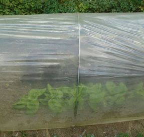 Tenax Sun Film Garden Tunnels