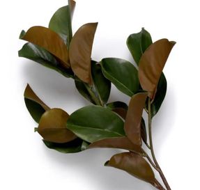 Eichholtz Bundle Of Magnolia Leaves 24 Pcs Artifical Plant