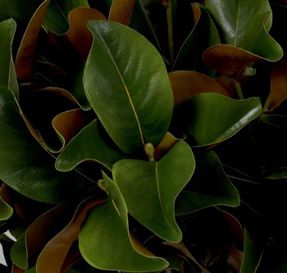 Eichholtz Bundle Of Magnolia Leaves 24 Pcs Artifical Plant