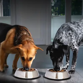 Wayfair Anti-Skid Pet Bowl (Set of 2)