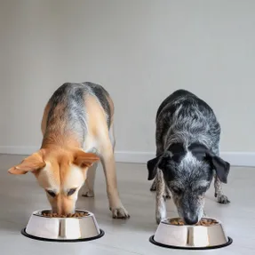 Wayfair Anti-Skid Pet Bowl (Set of 2)