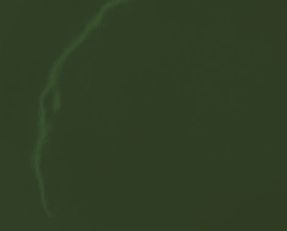 Hem Bronto Plate (Set of 2)