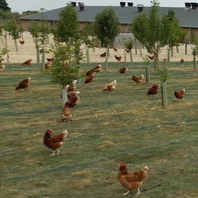 Tenax Fencing And Livestock Farming