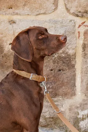 Miacara Bergamo Dog Collar