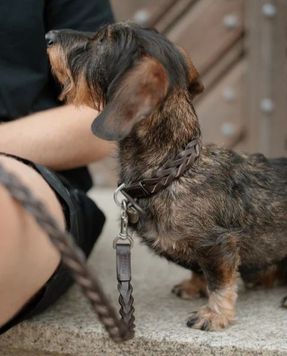 Miacara Bergamo Dog Collar