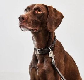 Miacara Bergamo Dog Collar