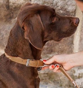 Miacara Bergamo Dog Collar