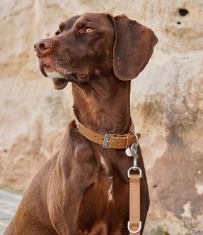 Miacara Bergamo Dog Collar