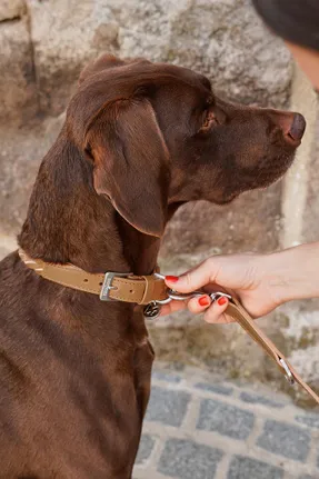 Miacara Bergamo Dog Leash
