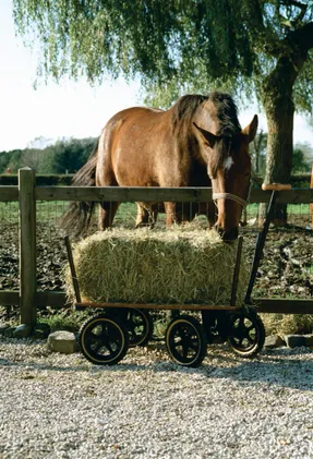 Tradewinds The Wagon Handcarts
