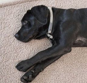 Miacara Senso Dog Blanket