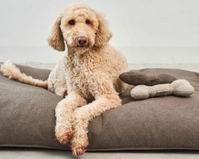 Miacara Mondo Toy Bone