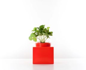 Serralunga Nell’orto Plants Pot