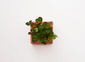 Serralunga Nell’orto Plants Pot