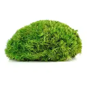 Greenmood Ball Moss Acoustic Green Wall