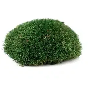 Greenmood Ball Moss Acoustic Green Wall