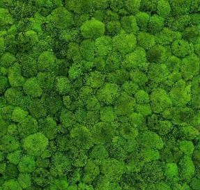 Greenmood Ball Moss Acoustic Green Wall